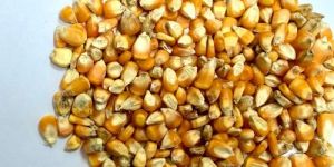 B Grade Maize