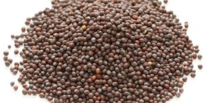 Brown Mustard Seeds
