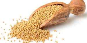Yellow Mustard Seeds