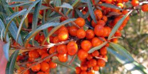 Sea Buckthorn Fruit
