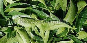 Dried Neem Leaves