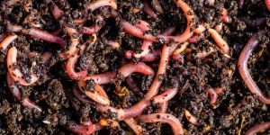 Earthworm Fertilizer