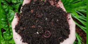 Vermicompost Fertilizer