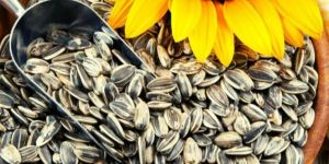 Jumbo Sunflower Seeds
