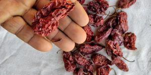 Dried Bhut Jolokia Chilli