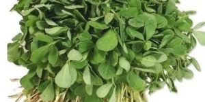 Fenugreek Leaf