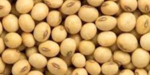 Soybean Seeds