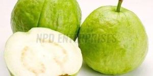 A Grade Fresh Guava