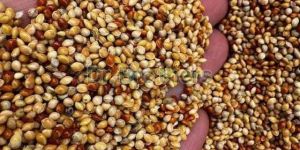 Mixed Millet Seeds