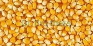 Natural Yellow Maize Seeds