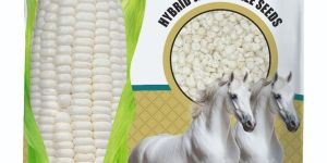 Kanha Chandan White Maize Seed