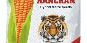 Kanha Kanchan Yellow Maize Seed