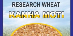 Kanha Moti Research Wheat Seed