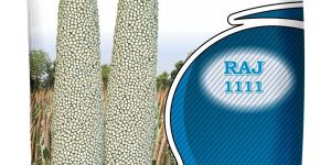 Kanha Raj 111 Hybrid Bajra Seed