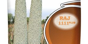 Kanha Raj 111 Plus Hybrid Bajra Seed