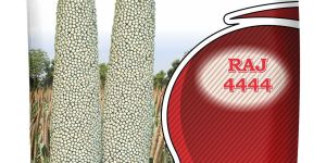 Kanha Raj 444 Hybrid Bajra Seed