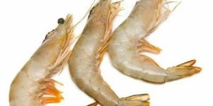 Fresh Prawns Seeds