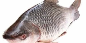 Fresh Rohu Fish