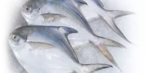 Fresh Silver Pomfret Fish