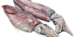 Fresh Squid Fish