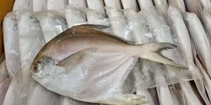 Frozen Pomfret Fish