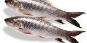 Frozen Rohu Fish