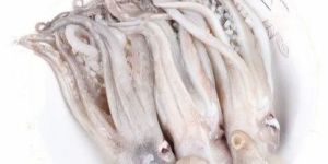 Frozen Squid Fish