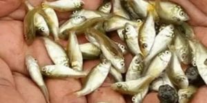 Golden Pomfret Fish Seeds