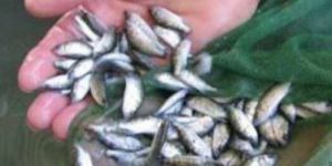 Hatchery Fish Seeds