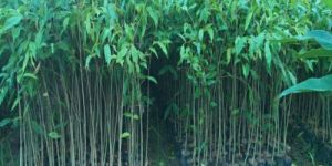 Red Agarwood Plants