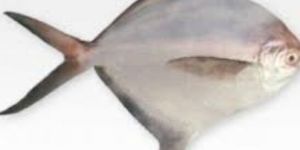 Silver Pomfret Fish