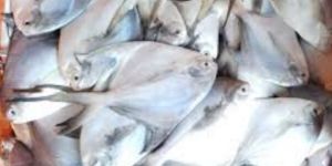 White Pomfret Fish
