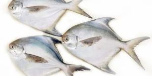 White Silver Pomfret Fish