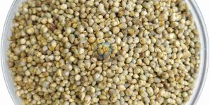Pearl Millet Seeds