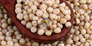 Sorghum Millet Seeds