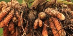 Turmeric