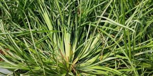 Fresh Vetiver Grass
