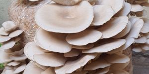 White Oyster Mushroom Spawn
