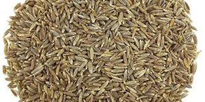 A Grade Organic Cumin Seed