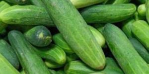 A Grade Green Fresh Cucumber