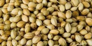 Coriander Seeds