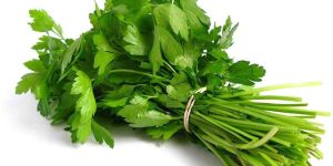 Fresh Coriander Leaves