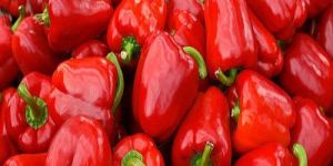 Fresh Red Capsicum
