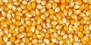 Yellow Maize Seeds