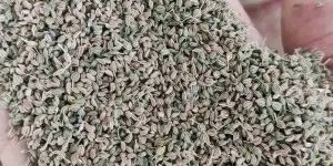 Ajwain