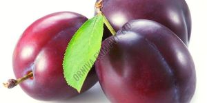a Grade Fresh Plum