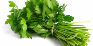 Fresh Coriander Leaves