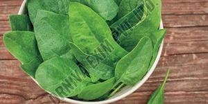 Fresh Green Spinach Leaves