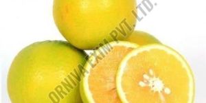 Organic Fresh Sweet Lime