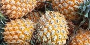 Queen Fresh Pineapple